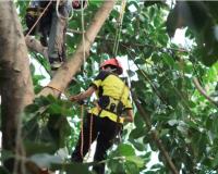 Hendersonville Tree Service Experts image 1
